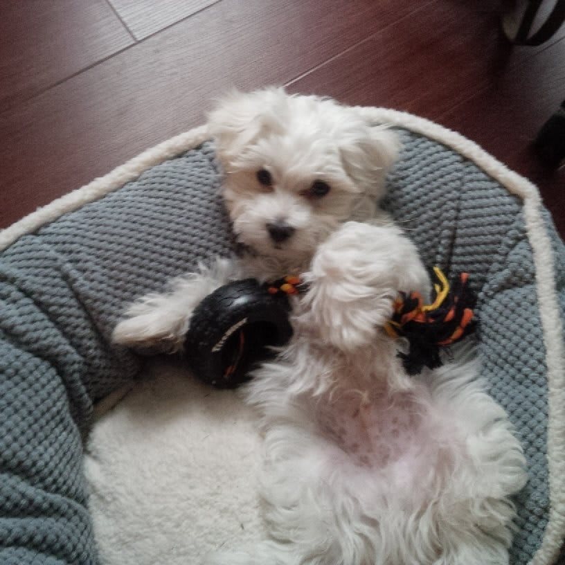 Two adorable puppies play with toys in their cozy dog bed.