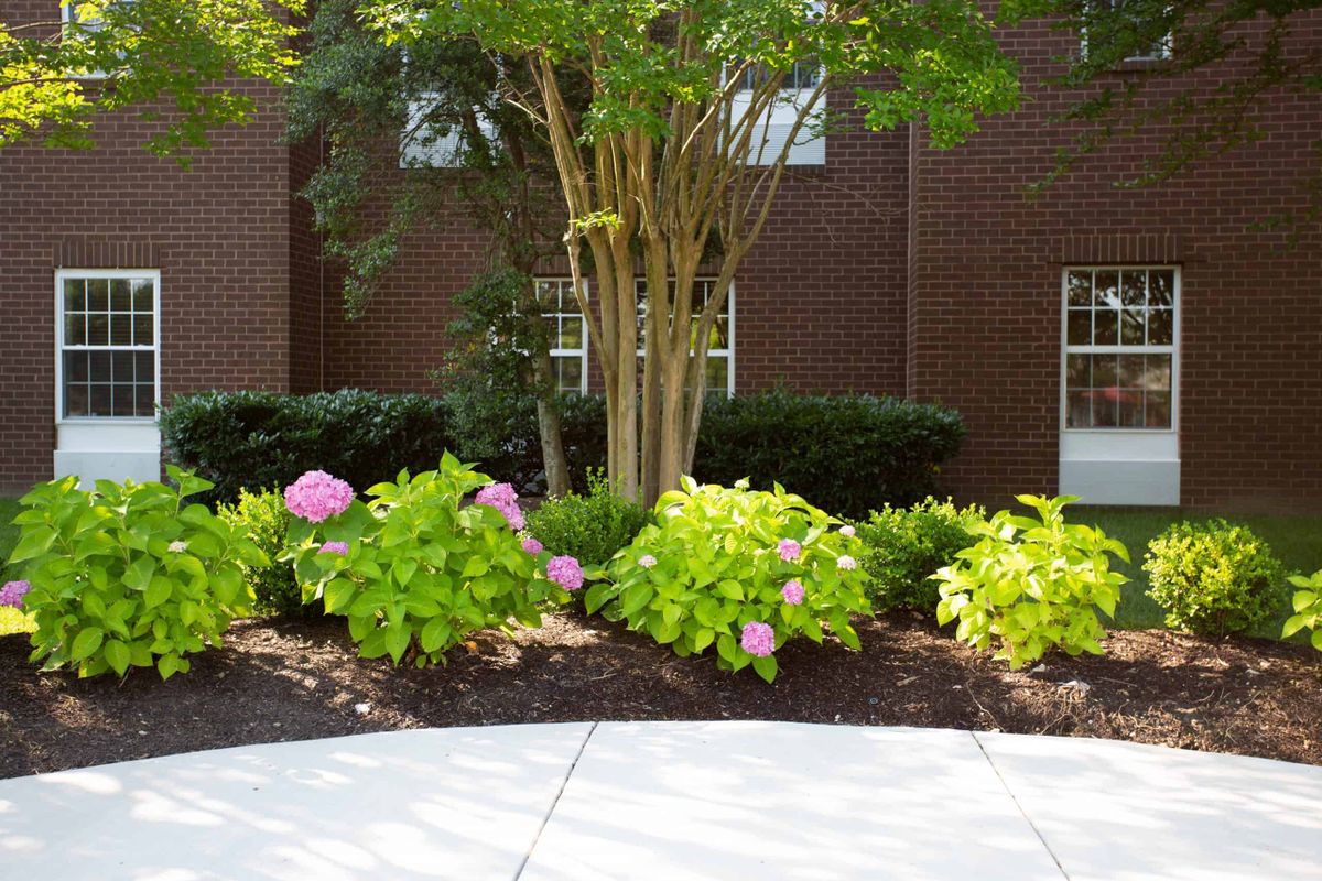 A well-maintained garden with blooming hydrangeas and shrubs in front of a brick building.