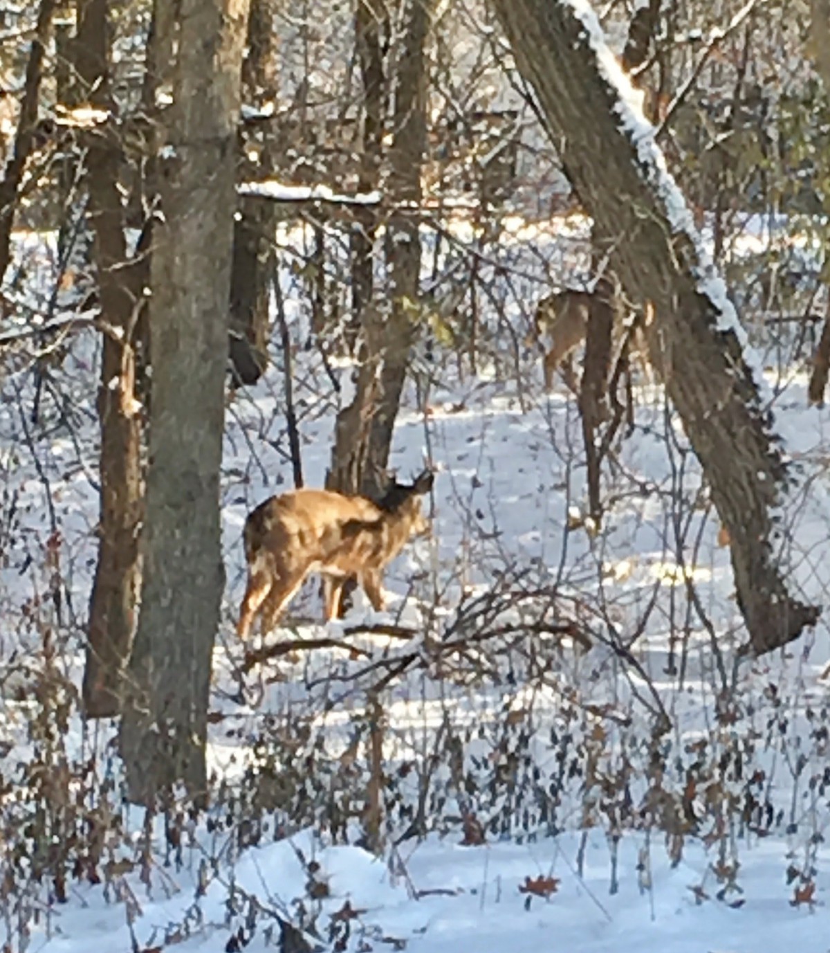 Deer walking through a snowy forest landscape.