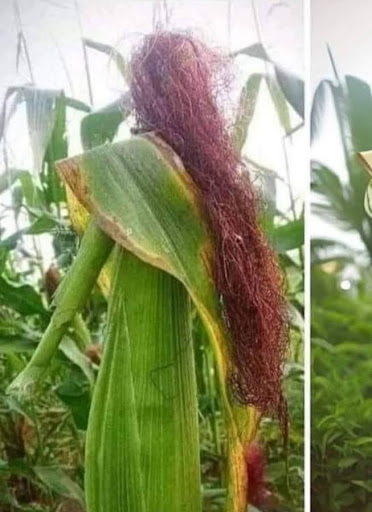 A creative representation of a figure made from corn plants, showcasing the beauty of nature and artistry.