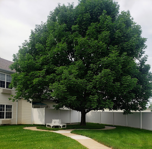 A large, lush tree stands beside a winding pathway, creating a serene outdoor space.