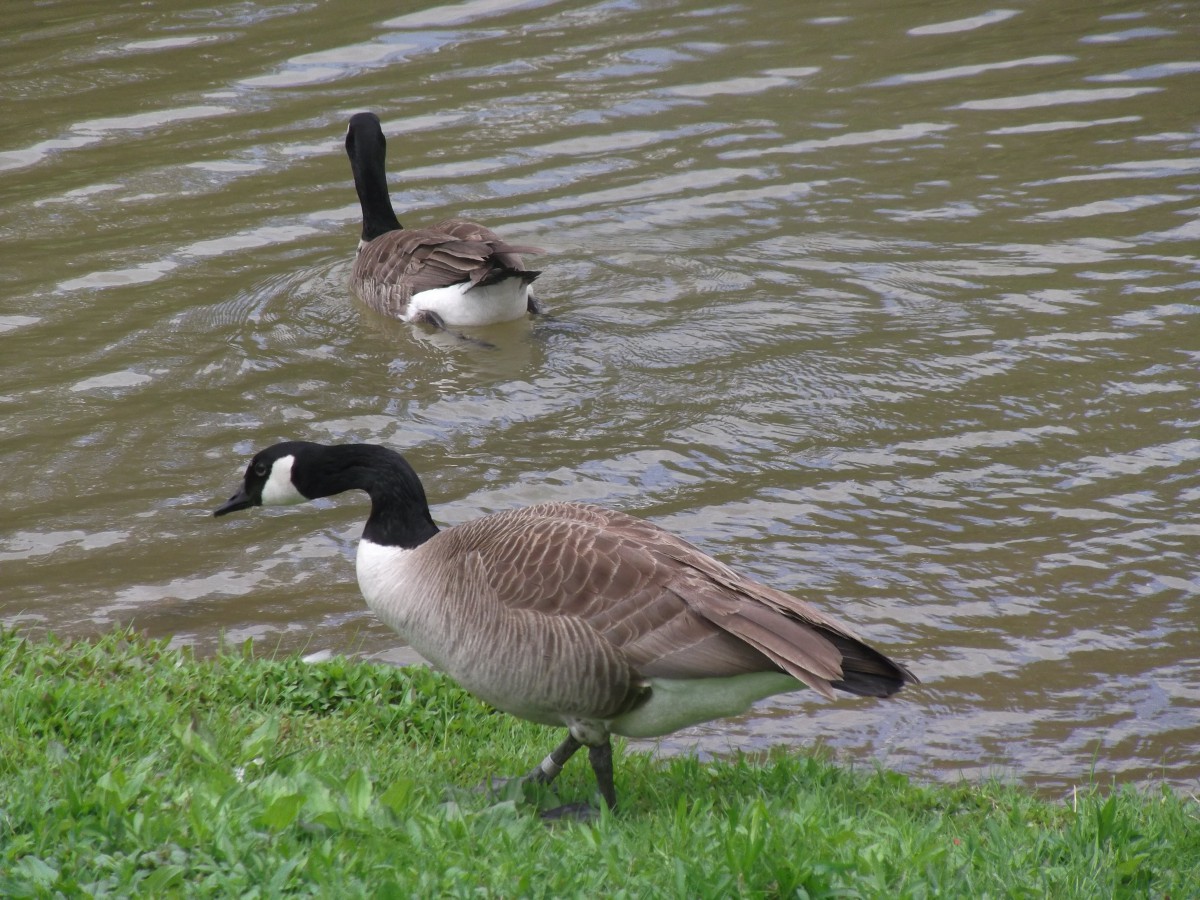 Two geese, one walking by the pond while the other swims.