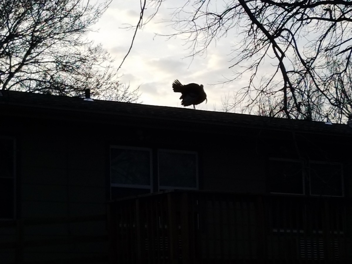 A bird silhouetted against the evening sky, perched on a rooftop.