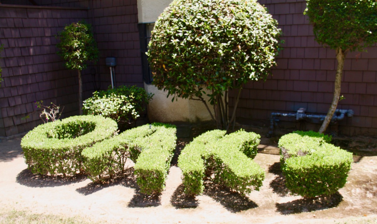 Neatly trimmed topiary in a garden setting with a background of a small tree.