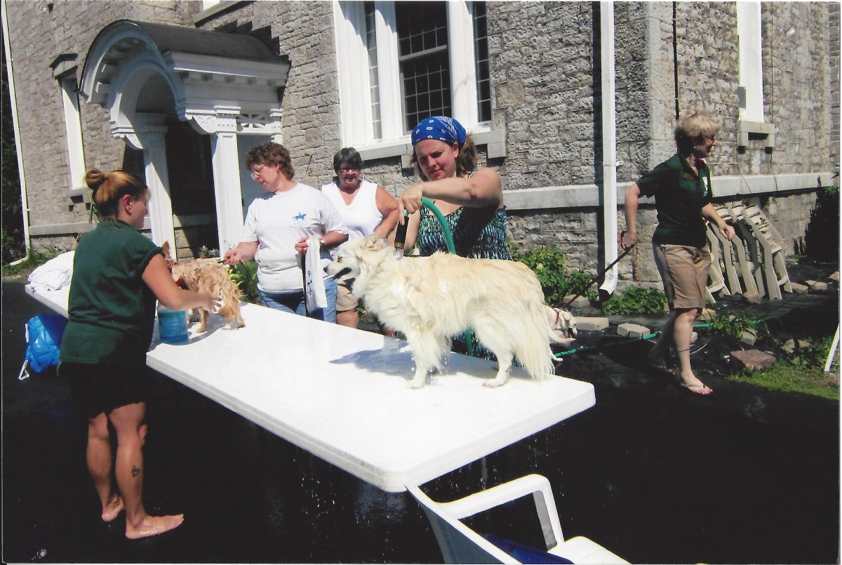 People grooming dogs on a table outside in the sunlight.