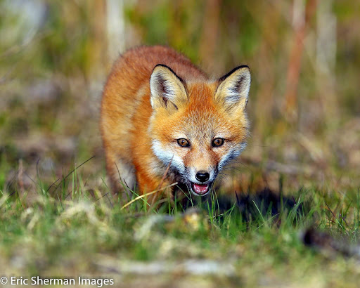A curious red fox exploring its natural habitat.