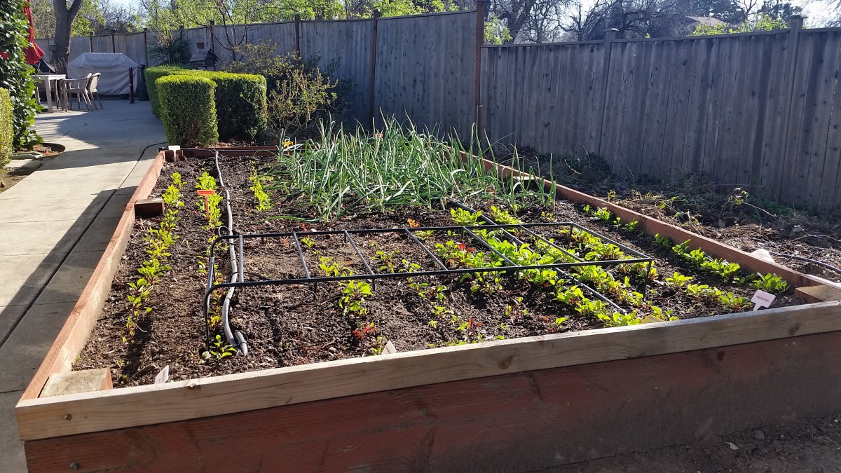 A raised vegetable garden with various plants growing in neat rows.