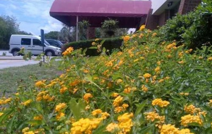 A vibrant garden filled with yellow flowers under a maroon canopy.