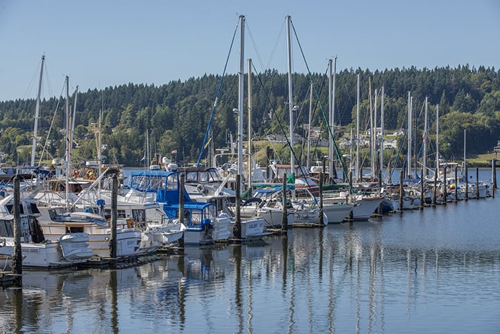 A peaceful marina with sailboats docked along the calm waters, surrounded by a lush green forest.