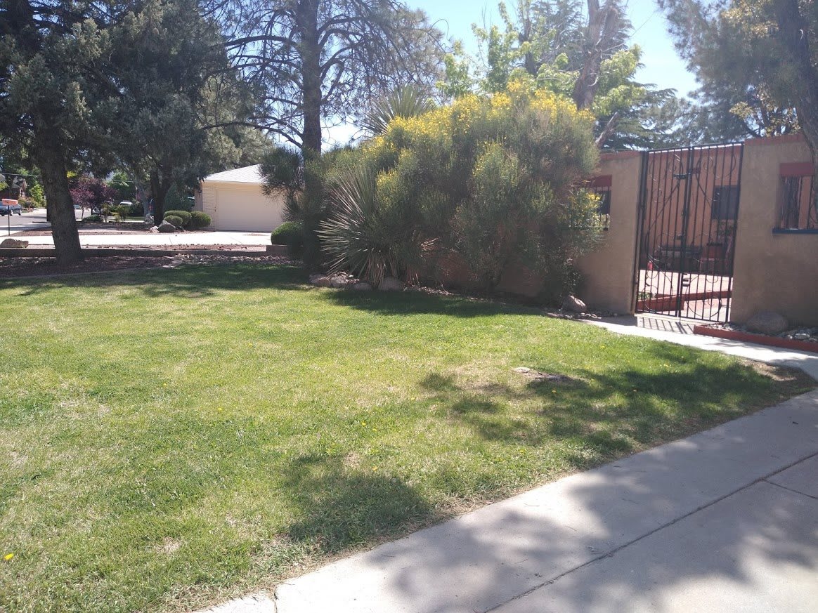 A sunny yard with a well-maintained lawn, bushes, and a sidewalk leading to a gate.