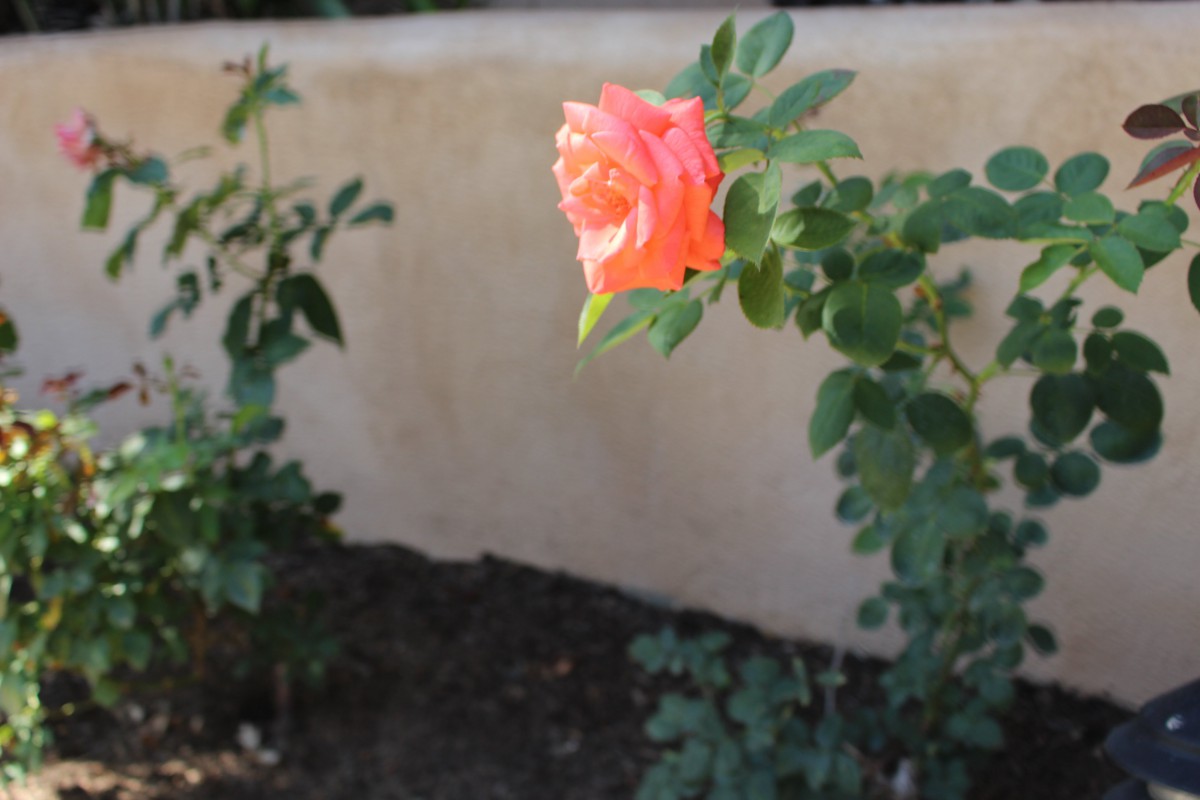 A vibrant orange rose in full bloom against a garden backdrop.