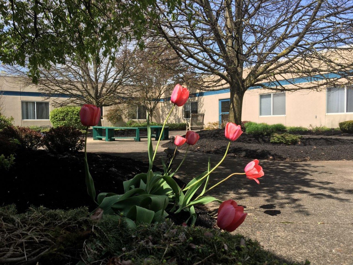 A vibrant cluster of pink tulips in full bloom under a clear blue sky, surrounded by trees and buildings.