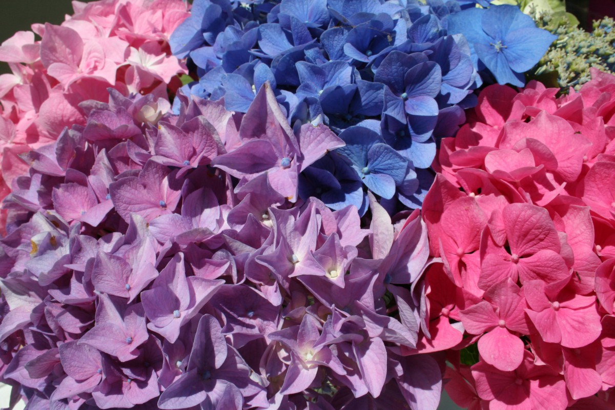A vibrant display of hydrangeas in shades of blue, purple, and pink.