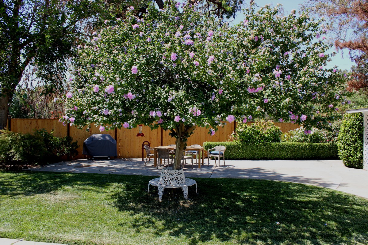 A serene backyard featuring a flowering tree with a circular bench underneath, surrounded by a lush garden and patio area.