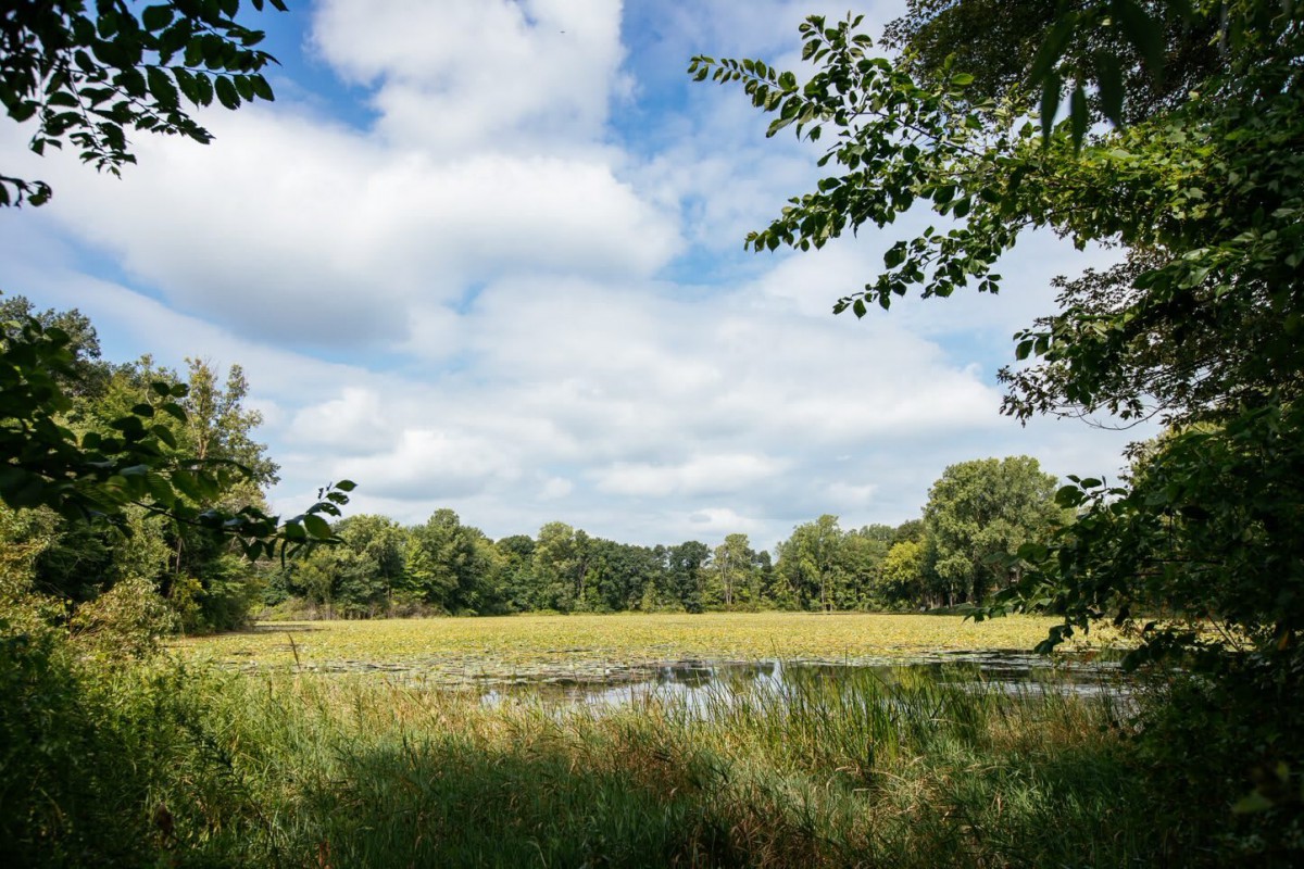 A serene landscape with a field, pond, and trees under a cloudy sky.