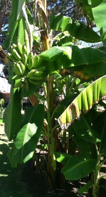 A banana tree with a cluster of green bananas surrounded by lush foliage.