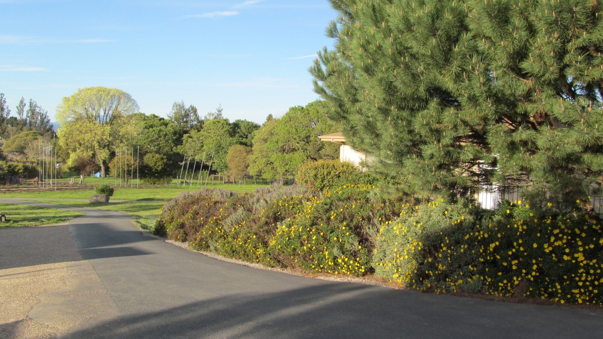 A scenic view of a winding road surrounded by lush greenery and tall trees.