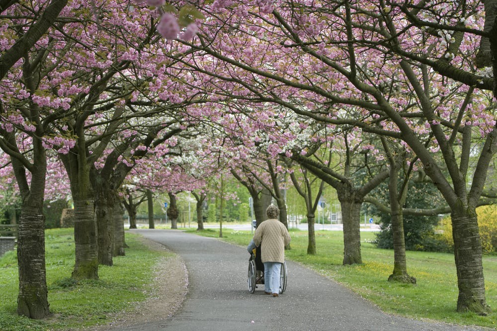An elderly person in a wheelchair is being pushed through a park pathway lined with cherry blossom trees in full bloom.