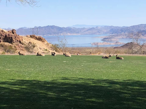 A serene landscape featuring grazing sheep on green grass, with mountains and a lake in the background.