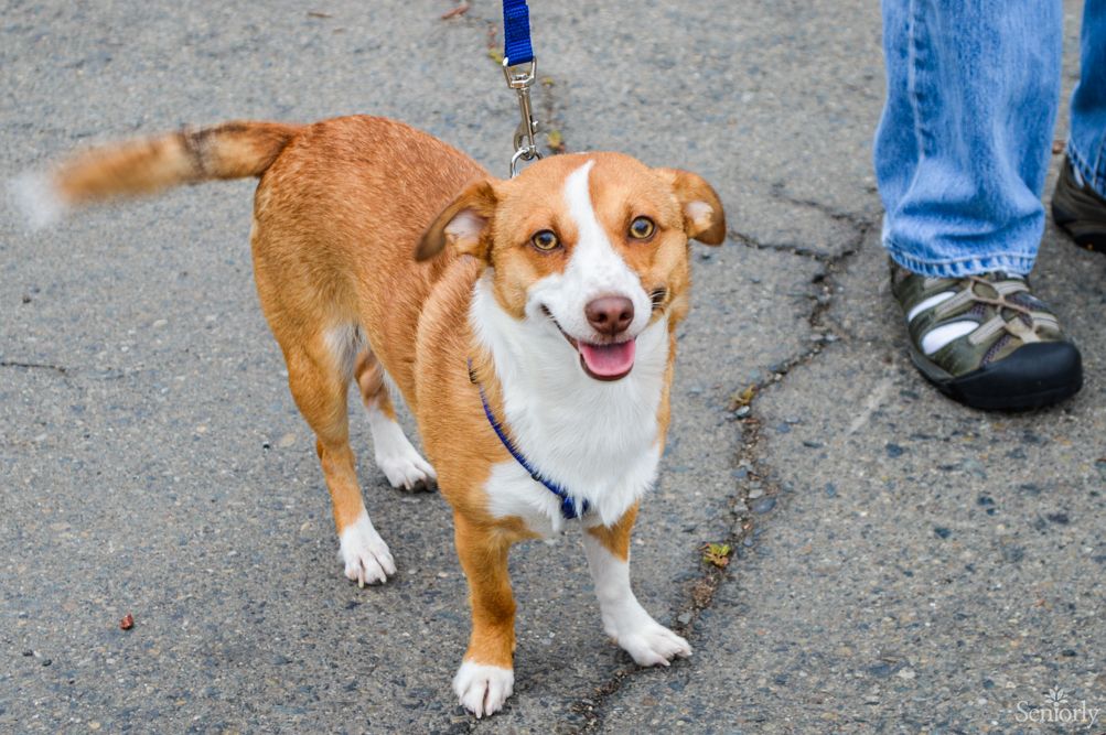A happy dog on a leash standing on pavement.