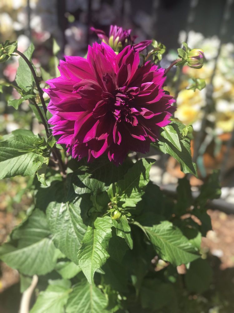 A vibrant purple dahlia blooming in a garden.