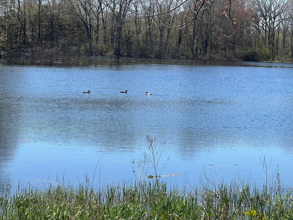 A serene view of a lake with birds swimming and trees reflecting on the water's surface.