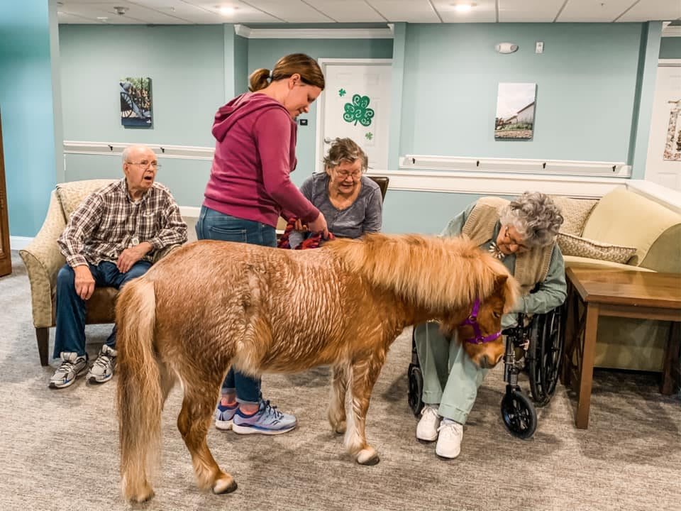 A therapy visit at a nursing home with a miniature horse interacting with residents.