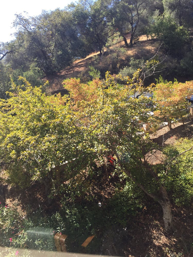 Los Gatos Meadows