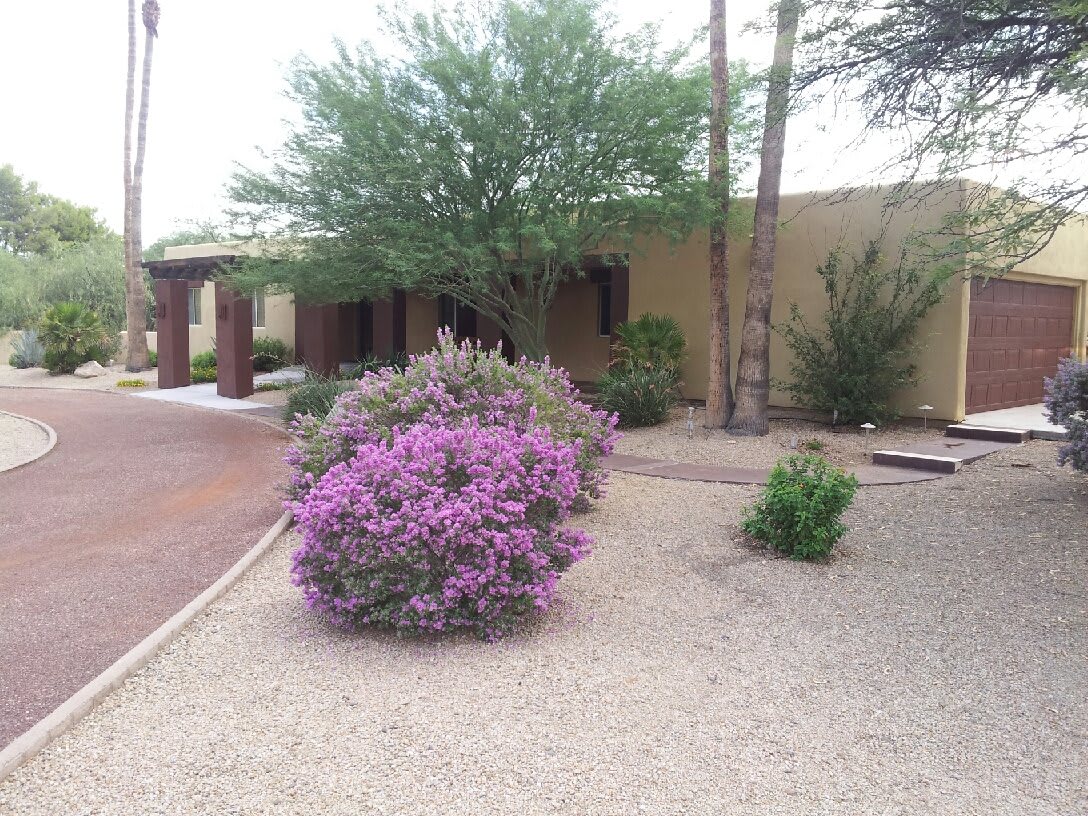 A desert garden with purple flowering shrubs and trees in front of a house.
