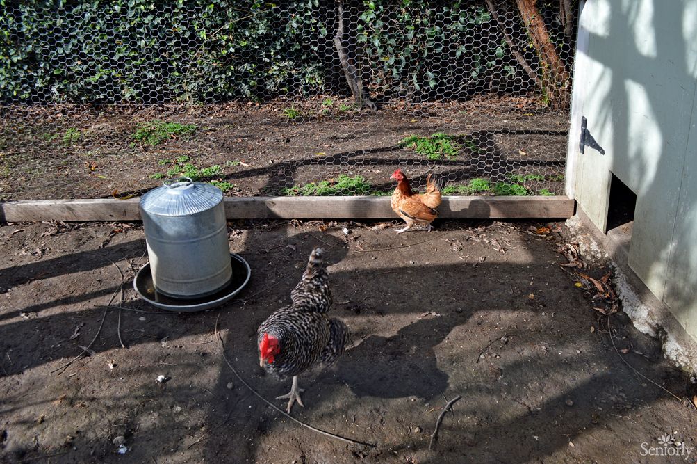 Chickens roaming in a coop on a sunny day.