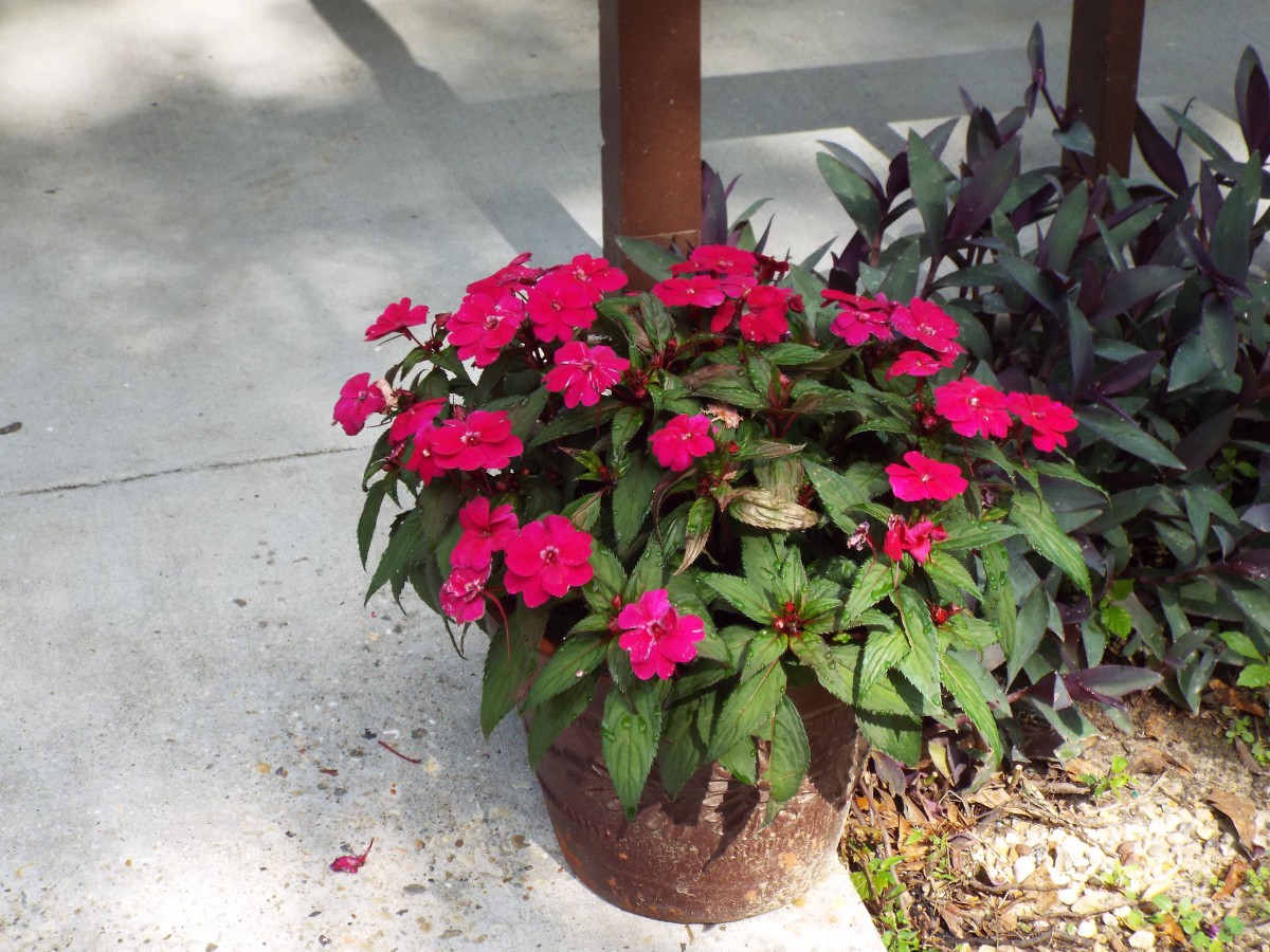A vibrant potted plant with pink flowers and lush green leaves placed outdoors.