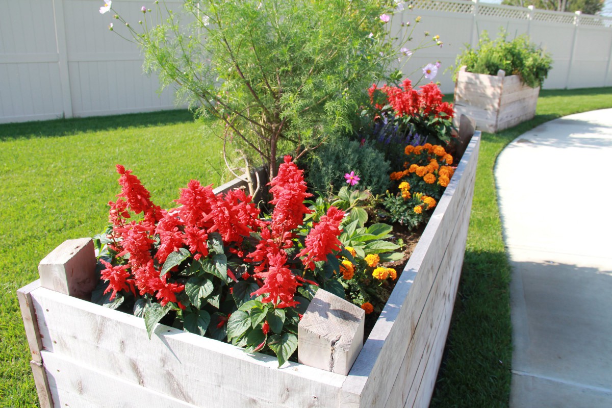 A vibrant raised garden bed filled with red flowers and various plants.