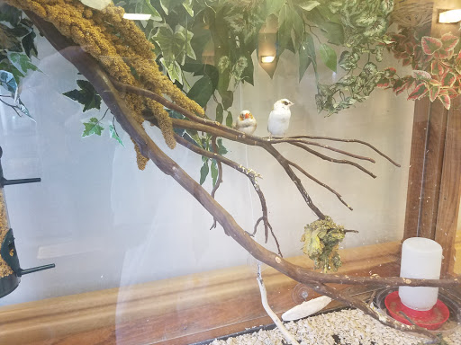 A glimpse into a bird enclosure featuring branches and foliage.