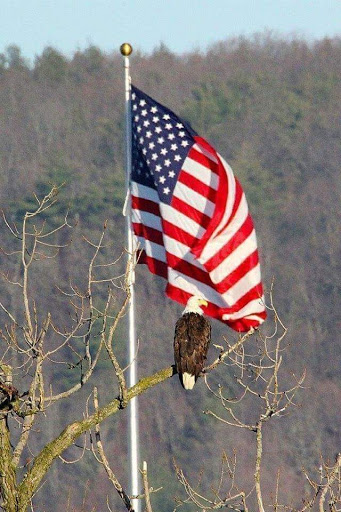 A majestic bald eagle perched beside the American flag, symbolizing freedom.
