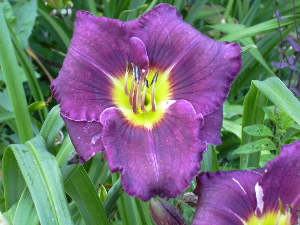 Bluemeadow Care