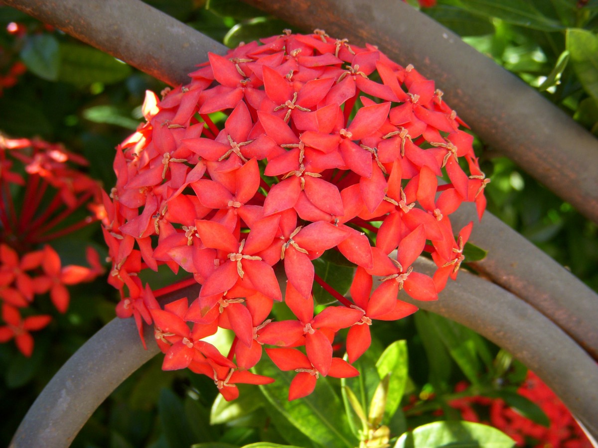 A cluster of vibrant red Ixora flowers in full bloom.