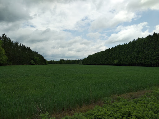 A serene landscape featuring lush green fields under a cloudy sky, bordered by trees.