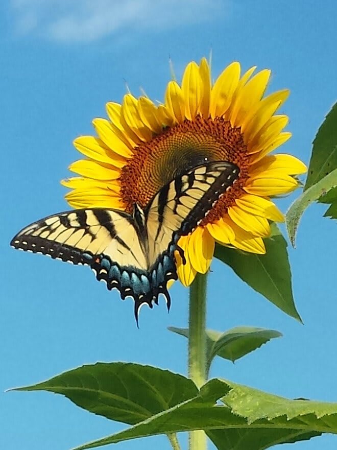 A butterfly perched on a vibrant sunflower against a clear blue sky.