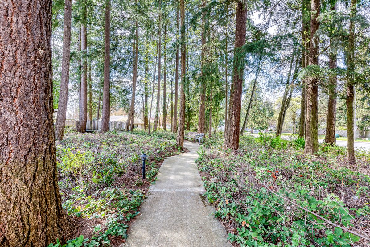 A serene pathway through a lush forest.