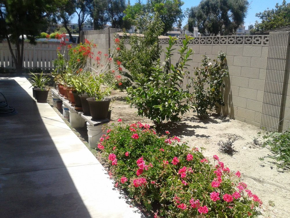 A sunny backyard garden with vibrant flowers and various plants.