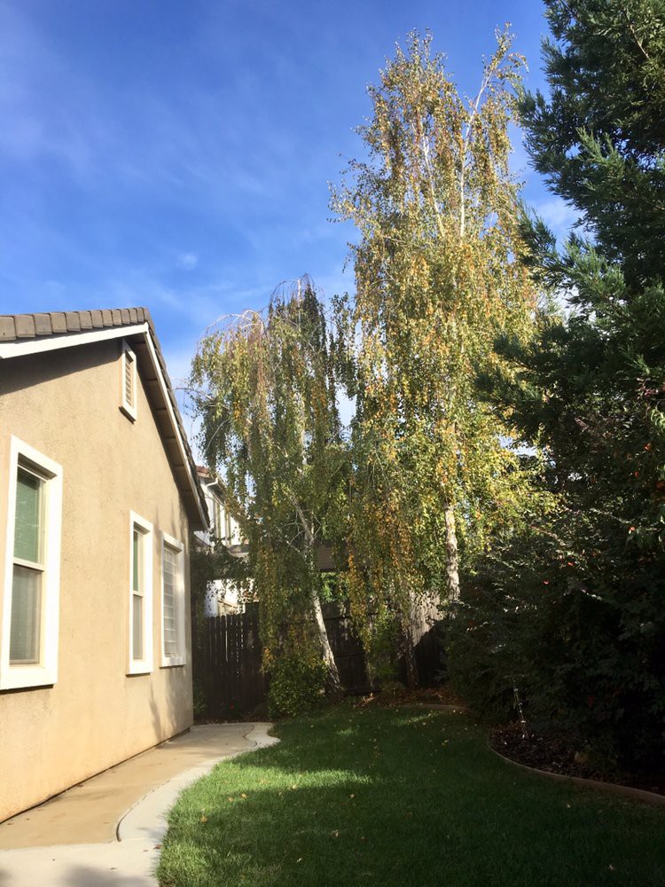 A backyard view featuring a house beside tall trees under a clear blue sky.