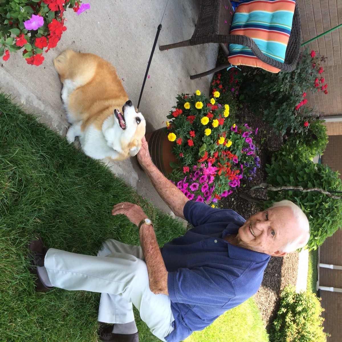 A man petting a Corgi dog in a colorful garden setting.