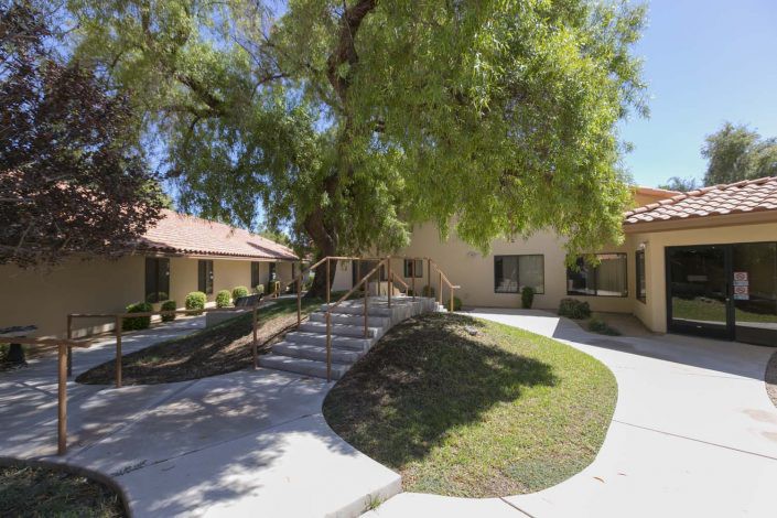 A sunny outdoor scene with a large tree, a winding pathway, and surrounding buildings.