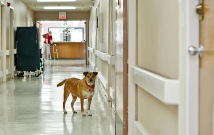 A dog standing in a hospital corridor.