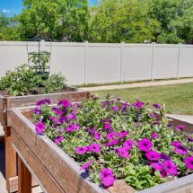 A vibrant flower bed with purple flowers in a raised garden set against a fenced backyard.