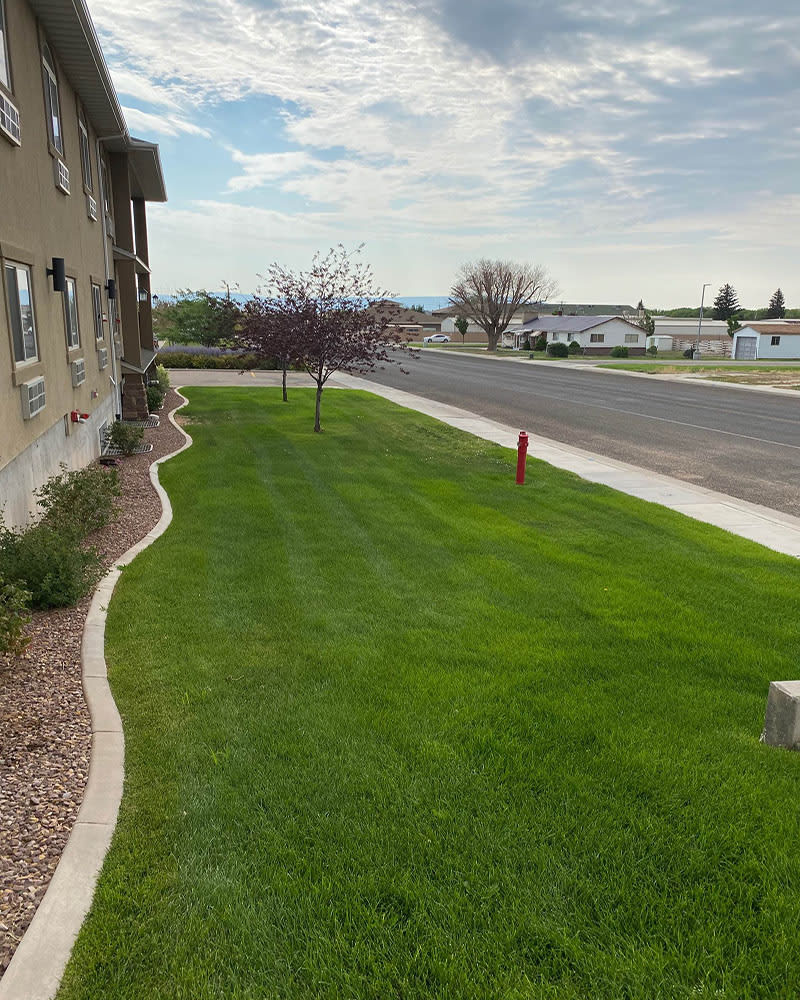 A neatly maintained lawn in a suburban residential area with a sidewalk and road.