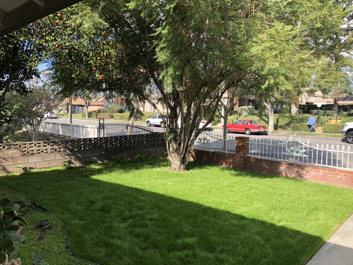 A sunny suburban yard with lush green grass and a large tree casting shadows.