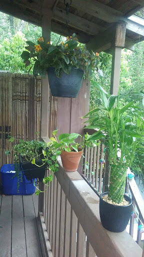 A cozy balcony filled with lush green plants, creating a serene atmosphere.
