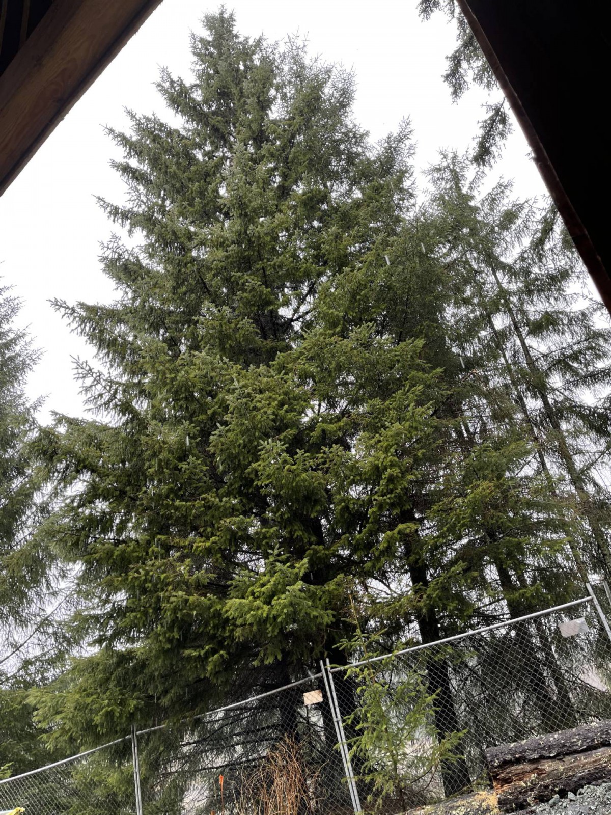 A tall conifer tree standing behind a fence under a cloudy sky.