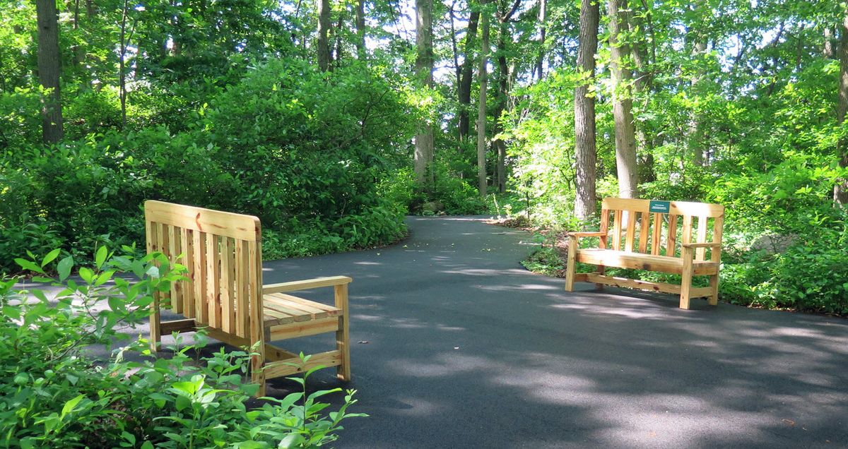 A serene forest pathway with wooden benches surrounded by lush greenery.